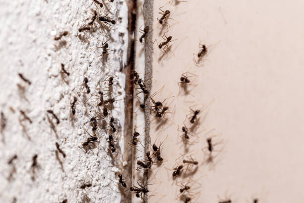 3DEXPERT-ENVIRONNEMENT - Invasion des fourmis