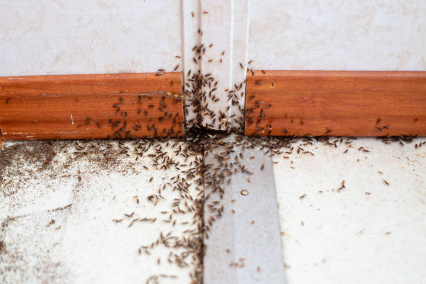 3DEXPERT-ENVIRONNEMENT - Invasion de fourmis dans les maisons