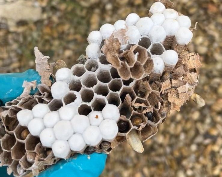 3DEXPERT-ENVIRONNEMENT - Actualités - Frelon Guêpes